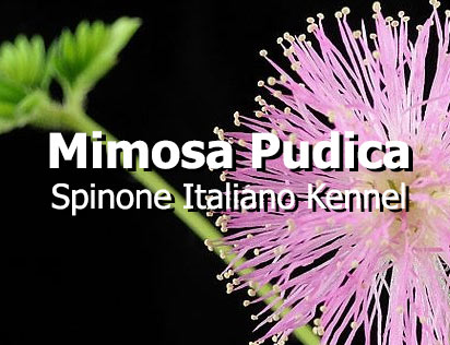Mimosa Pudica