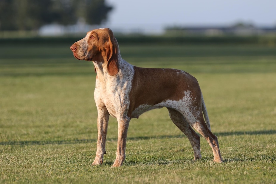 Miss Fine Filii Artemesias617